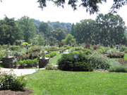 Morris Arboretum